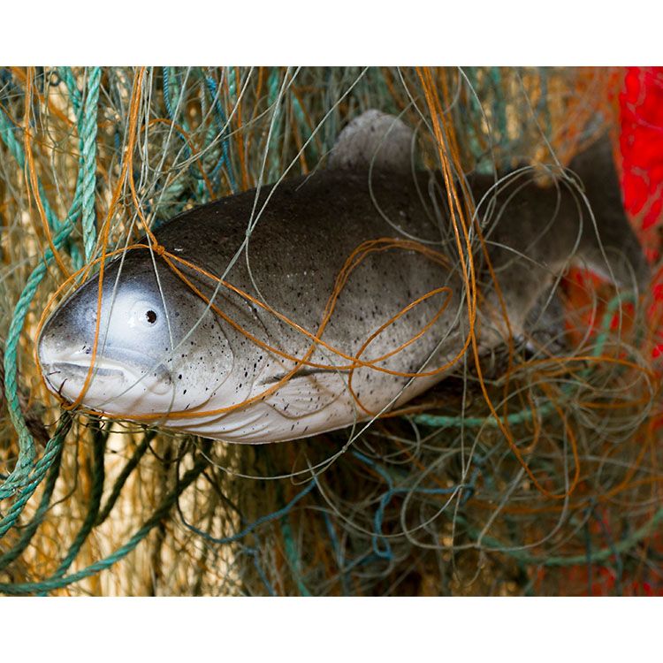 En fisk hænger fast i et fiskenet 