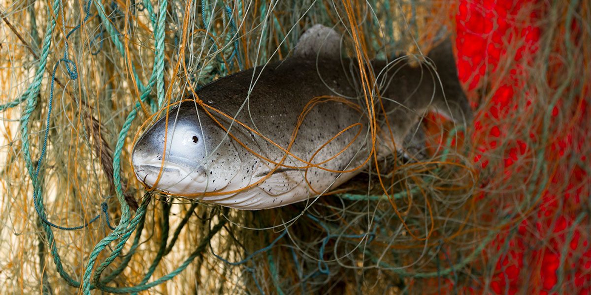 En fisk hænger fast i et fiskenet 