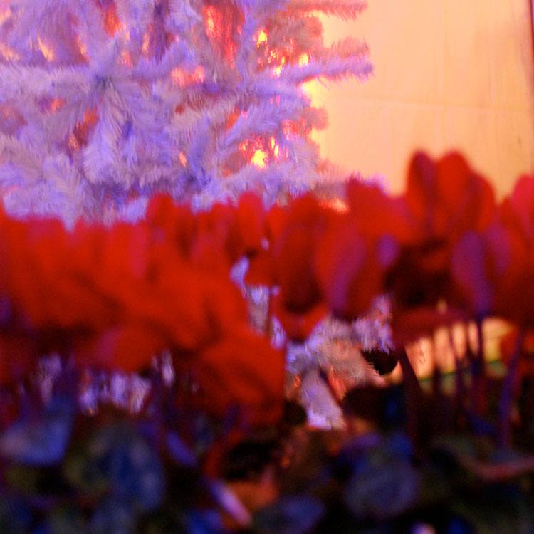 Rodkjær bruger røde juleblomster og hvide juletræer som dekoration